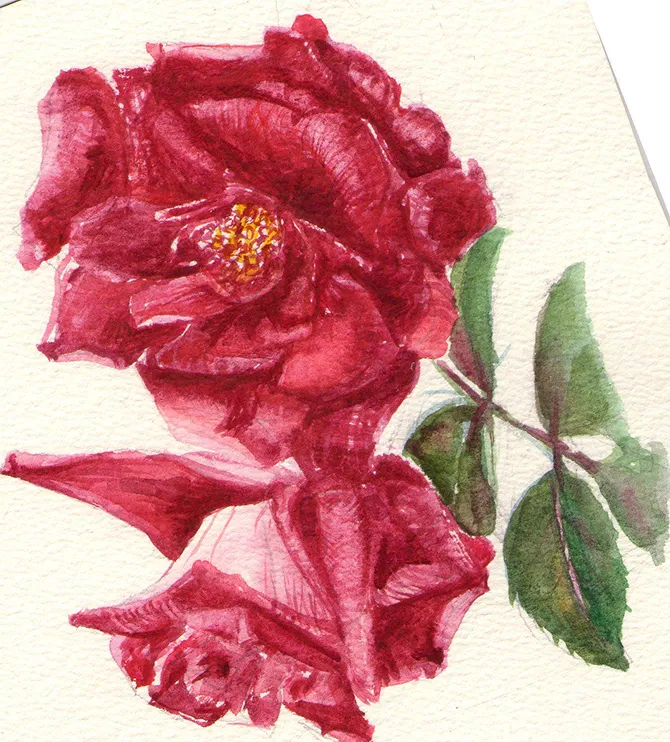 濃い赤色のバラを側面から描いた水彩画